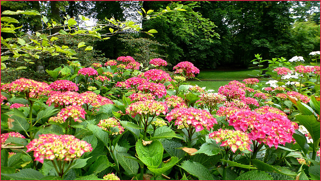 Les hortensias du Parc Floral ...