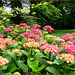 Les hortensias du Parc Floral ...