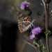 Painted Lady Butterfly