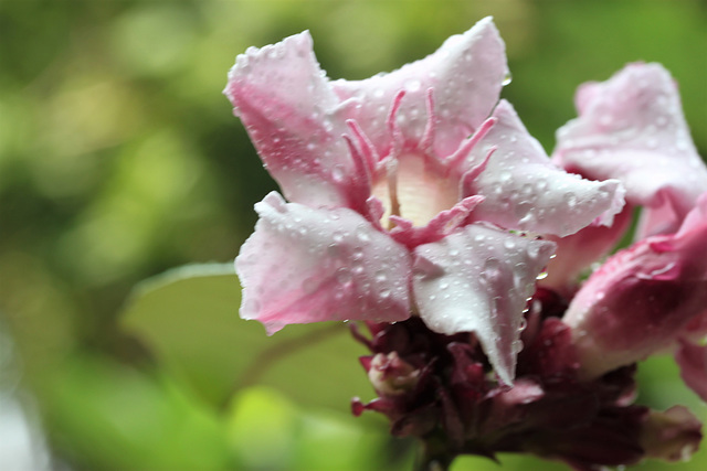 Climbing Oleander