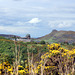 Royal Observatory between Salisbury Crag  and Arthur's Seat