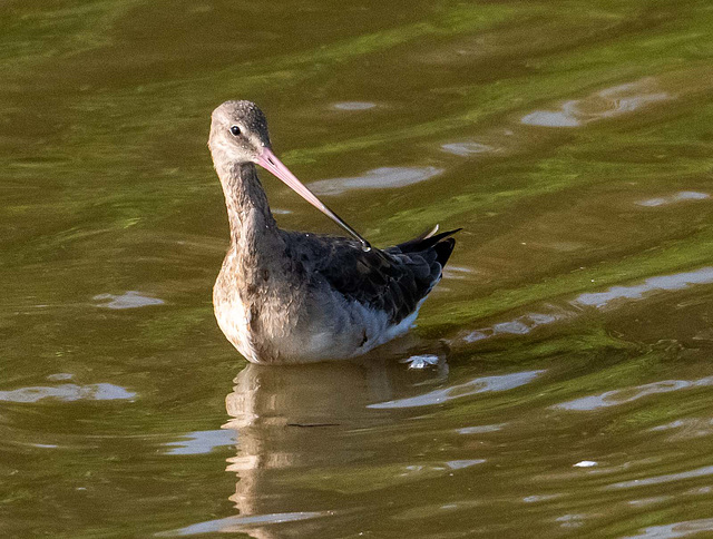 Black tailed godwit