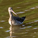 Black tailed godwit