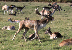 EF7A5222-CR2 DxO DeepPRIME -1Deerv3