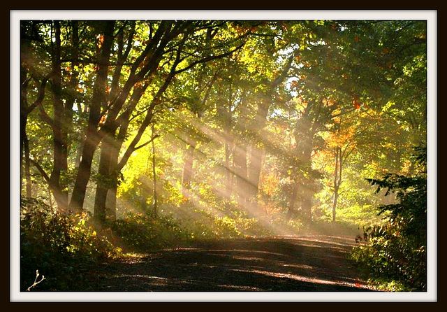 Penrose Forest NSW