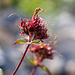 Mountain Heliotrope