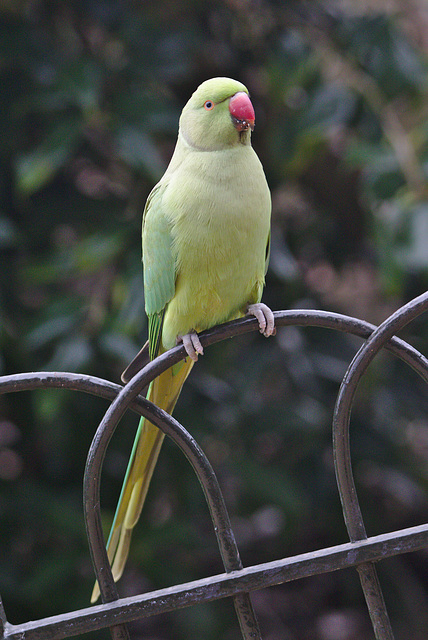 EF7A1599parakeet