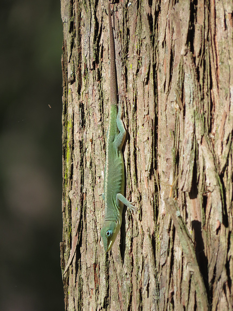 Green anole on a tree