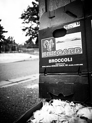 Bengard Broccoli