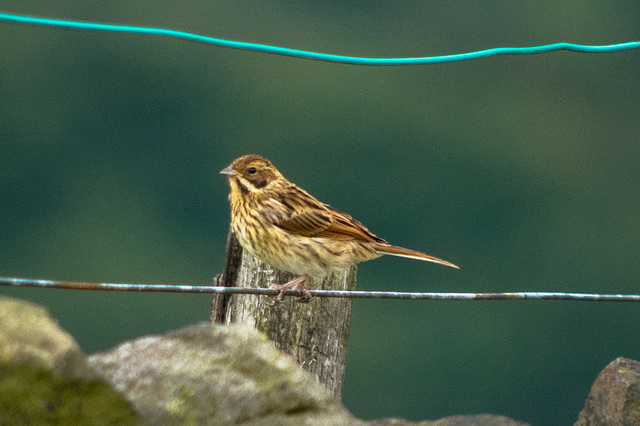 Reed Bunting