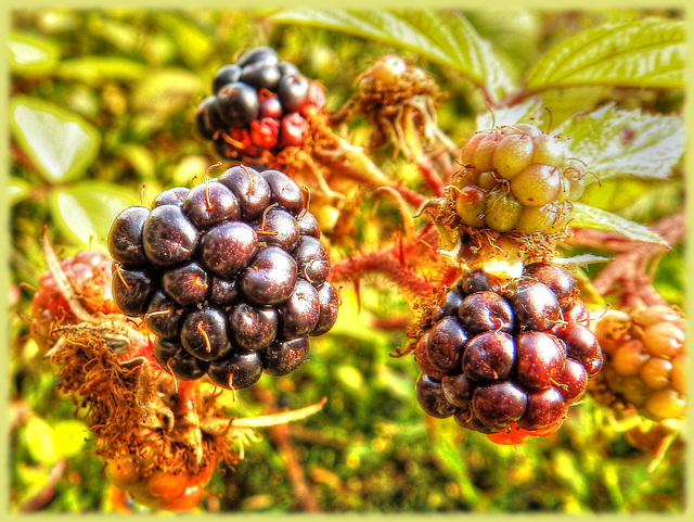 Forest Fruit of Autumn