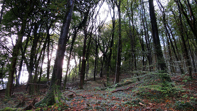 Fforest Fawr