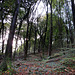 Fforest Fawr