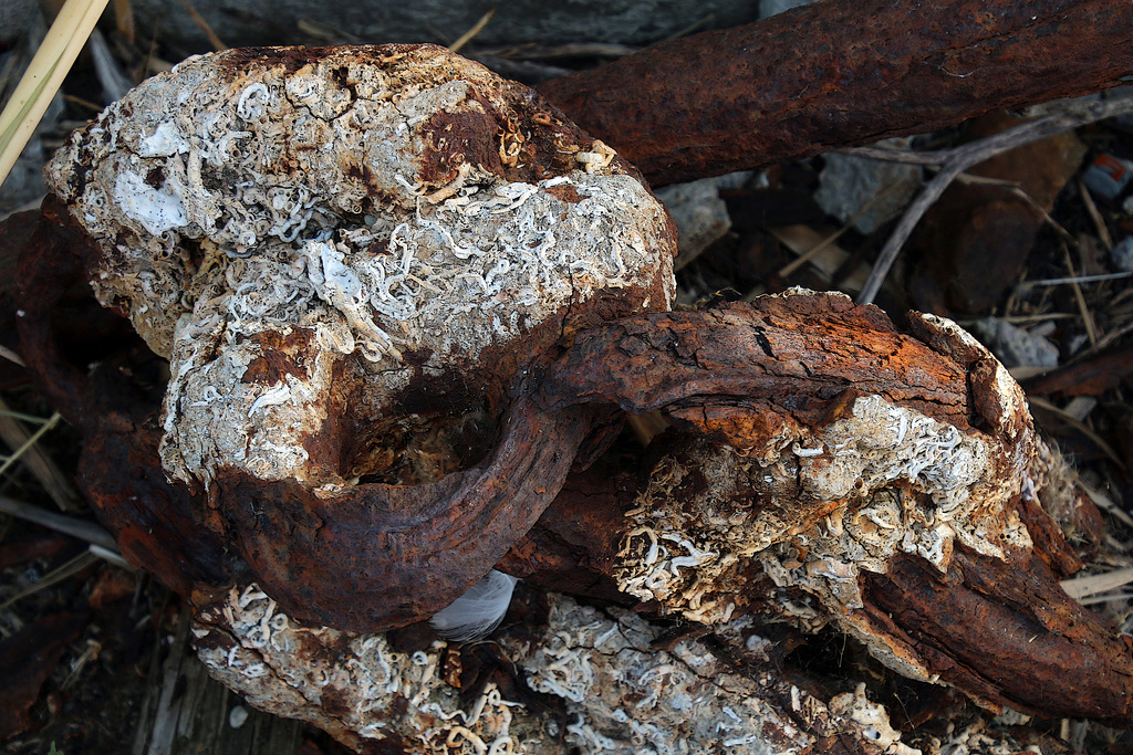 Corrosion marine  .