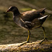 Moorhen