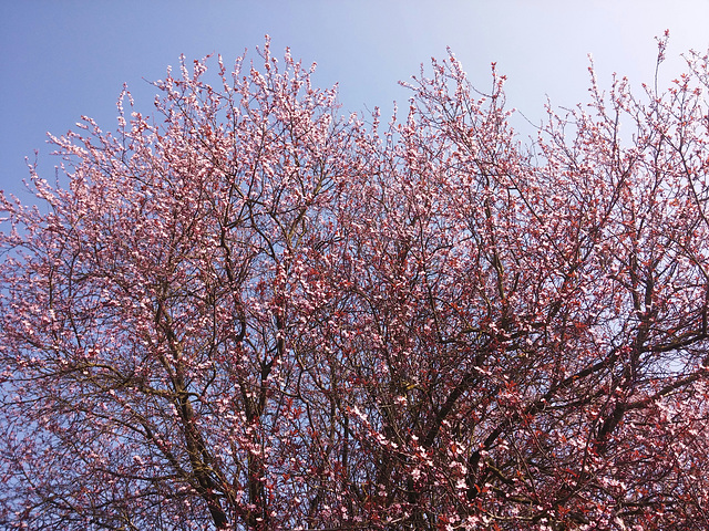 BACK 2 Spring