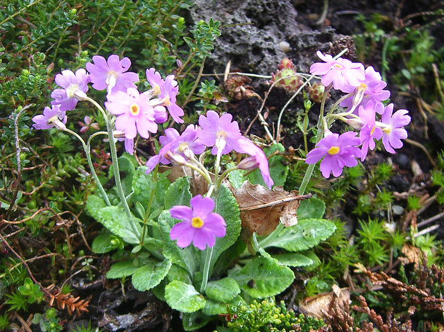 089  Primula farinosa ist ein Kind der Berge