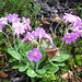 089  Primula farinosa ist ein Kind der Berge