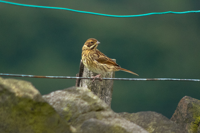 Reed Bunting