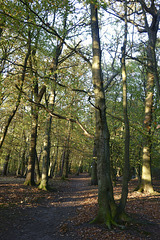 Gosforth Woods