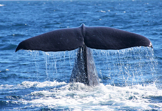 New Zealand/ Kaikoura