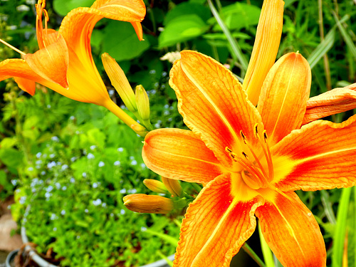 Hemerocallis...