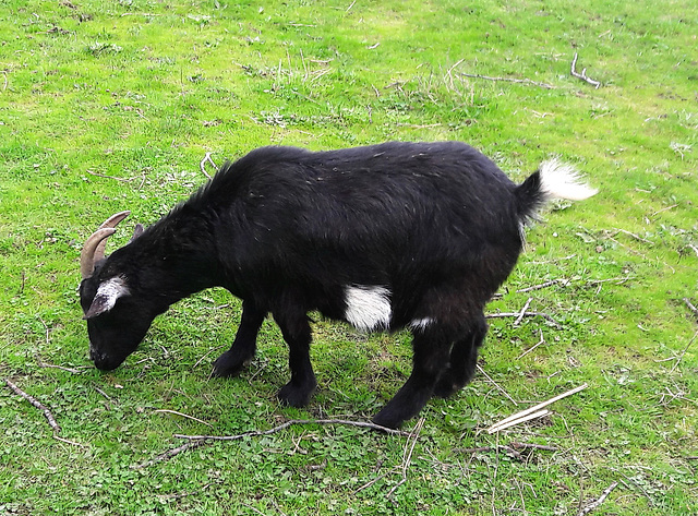 Tiny Black Goat