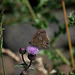 Ringlet Butterfly