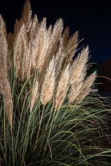 Cortaderia selloana