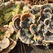 Pilzkultur auf Baumstumpf 4