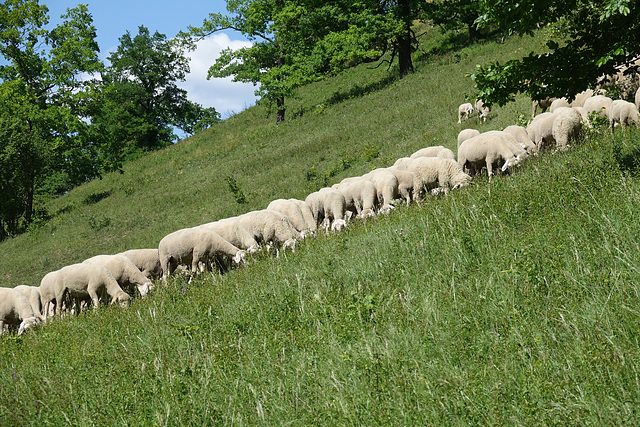 Landschaftspflege funktioniert am Hammelrain