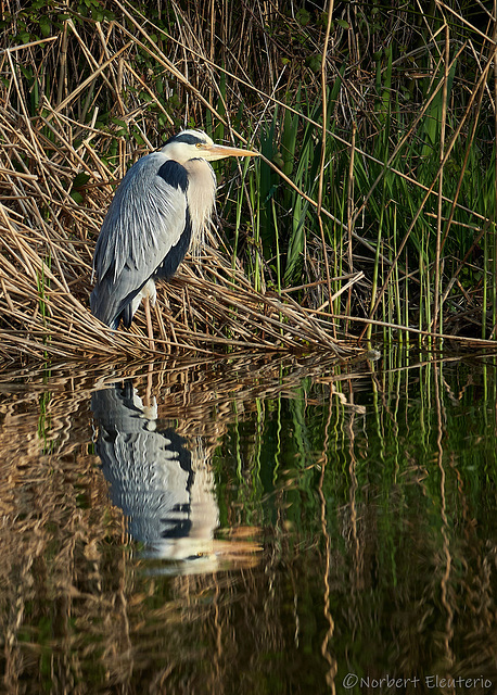 Heron - Repos au bord de l'eau