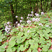 Weiße Pestwurz (Petasites albus)