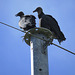 Black vultures on TVA pole