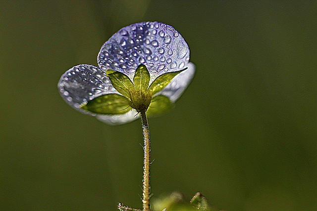 Transparence......