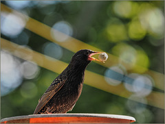 Starling with peanut