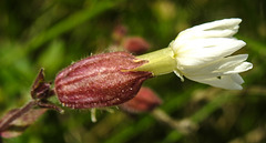 20230809 3647CPw [D~PB] Weißes Leimkraut (Silene latifolia) [Breitblättrige Lichtnelke.], Steinhorster Becken, Delbrück