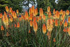 Summer Flowers In Levengrove Park