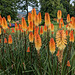 Summer Flowers In Levengrove Park