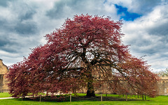 Bolsover Castle: The Beech tree