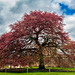 Bolsover Castle: The Beech tree