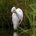 Great white egret