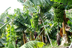 Bananen an der Pflanze in einem frühen Fruchtstadium.  ©UdoSm