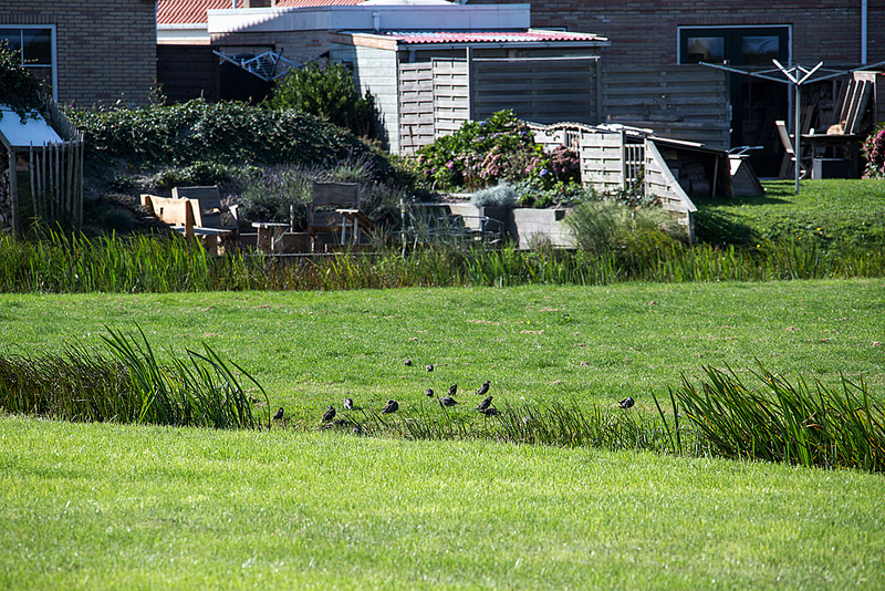 20140908 4902VRAw [NL] Star (Sturnus vulgaris), Terschelling