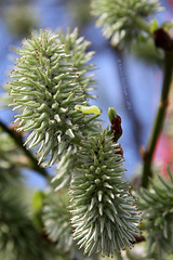 Hübsche Knospe mit Besucher