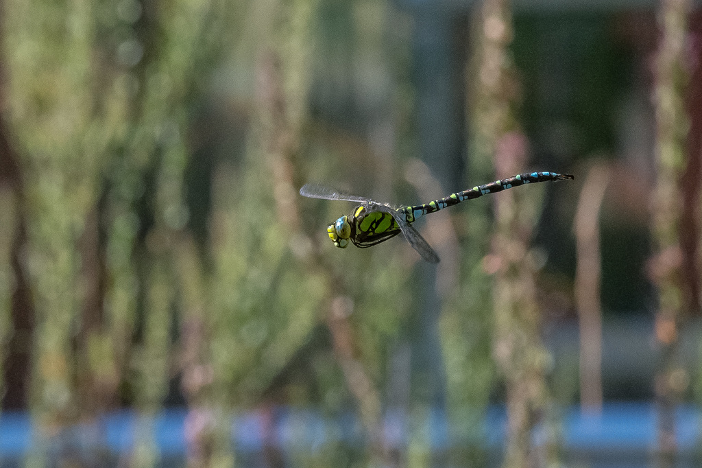 Aeshna cyanea, Blaugrüne Mosaikjungfer - 2016-09-12-D4-DSC9146