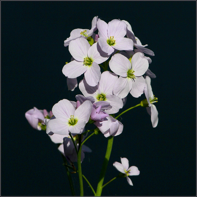 Cardamine des prés