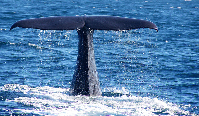 New Zealand/ Kaikoura