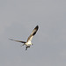 Western Osprey