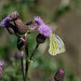 Green Veined White Butterfly